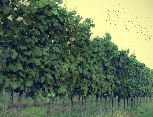 Birds vs lasers: vineyards rely on technology for bird control